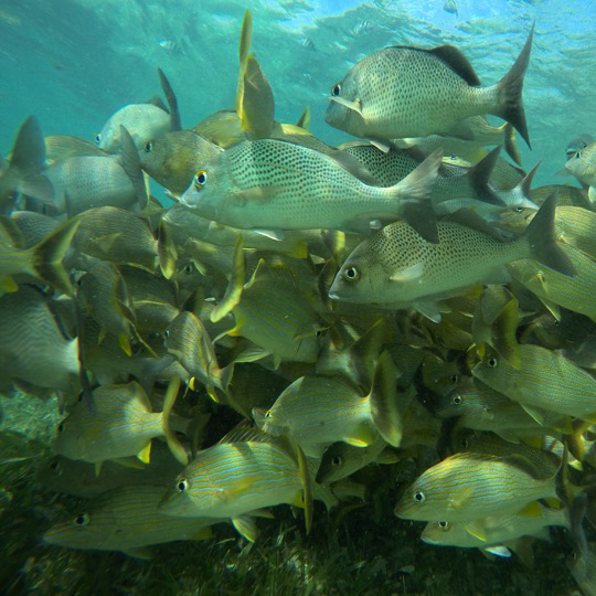 Cozumel Submarine Tour - Imagen 6
