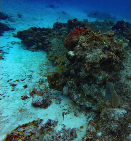 Cozumel Submarine Tour - Imagen 3