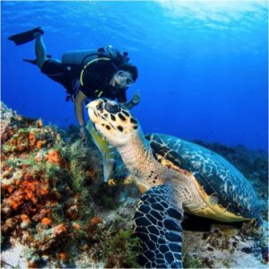 Certified Diving Cozumel Tour